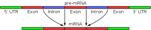 blog__inline-discovery-of-intron-function-1 blog__inline-discovery-of-intron-function-1