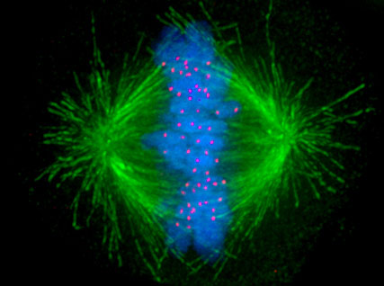 blog__inline-does-evolutionary-paradigm-stymie-scientific-advance-2 blog__inline-does-evolutionary-paradigm-stymie-scientific-advance-2