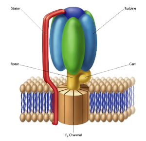 blog__inline-electron-transport-chain-protein-complexes-1 blog__inline-electron-transport-chain-protein-complexes-1
