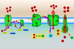 blog__inline-electron-transport-chain-protein-complexes-2 blog__inline-electron-transport-chain-protein-complexes-2