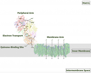 blog__inline-electron-transport-chain-protein-complexes-3 blog__inline-electron-transport-chain-protein-complexes-3