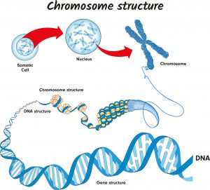 blog__inline-genome-code-builds-the-case-for-creation-2 blog__inline-genome-code-builds-the-case-for-creation-2