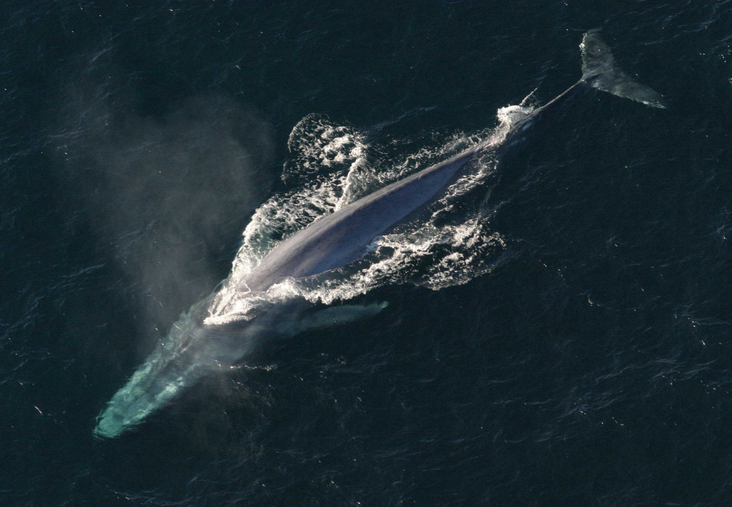 blog__inline-how-whales-increase-fish-stocks-2 blog__inline-how-whales-increase-fish-stocks-2