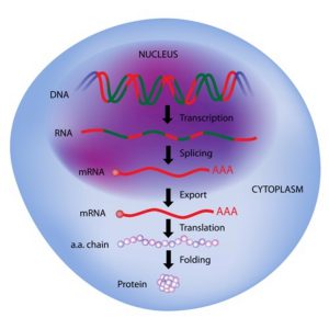 blog__inline-long-noncoding-rnas-1 blog__inline-long-noncoding-rnas-1