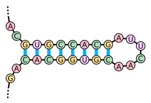 blog__inline-long-noncoding-rnas-2 blog__inline-long-noncoding-rnas-2