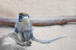blog__inline-primate-thanatology-1 blog__inline-primate-thanatology-1