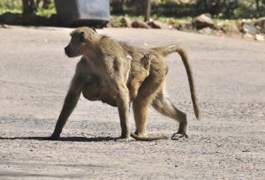 blog__inline-primate-thanatology-2 blog__inline-primate-thanatology-2
