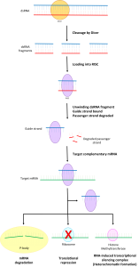 blog__inline-pseudogene-discovery-pains-2 blog__inline-pseudogene-discovery-pains-2