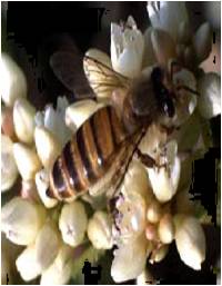 blog__inline—symbiosis-studies-reveal-stunning-complexity-1 blog__inline—symbiosis-studies-reveal-stunning-complexity-1