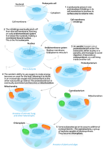 blog__inline-the-endosymbiont-hypothesis blog__inline-the-endosymbiont-hypothesis