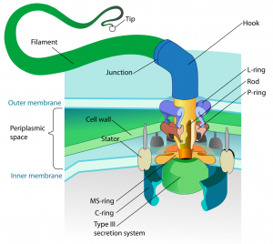 blog__inline-the-flagellums-hook-connects-to-the-case-3 blog__inline-the-flagellums-hook-connects-to-the-case-3