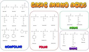 blog__inline-the-optimal-design-of-the-genetic-code-1 blog__inline-the-optimal-design-of-the-genetic-code-1