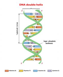 blog__inline-the-optimal-design-of-the-genetic-code-2 blog__inline-the-optimal-design-of-the-genetic-code-2