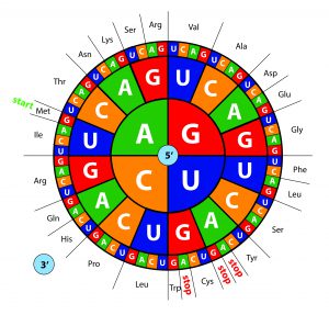 blog__inline-the-optimal-design-of-the-genetic-code-3 blog__inline-the-optimal-design-of-the-genetic-code-3