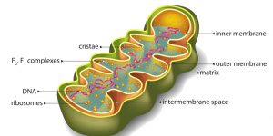 blog__inline-why-mitochondria-make-my-list-1 blog__inline-why-mitochondria-make-my-list-1