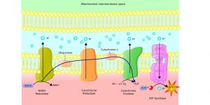 blog__inline-why-mitochondria-make-my-list-2 blog__inline-why-mitochondria-make-my-list-2