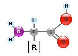 blog__inline-why-these-20-amino-acids-1 blog__inline-why-these-20-amino-acids-1