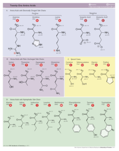 blog__inline-why-these-20-amino-acids-2 blog__inline-why-these-20-amino-acids-2