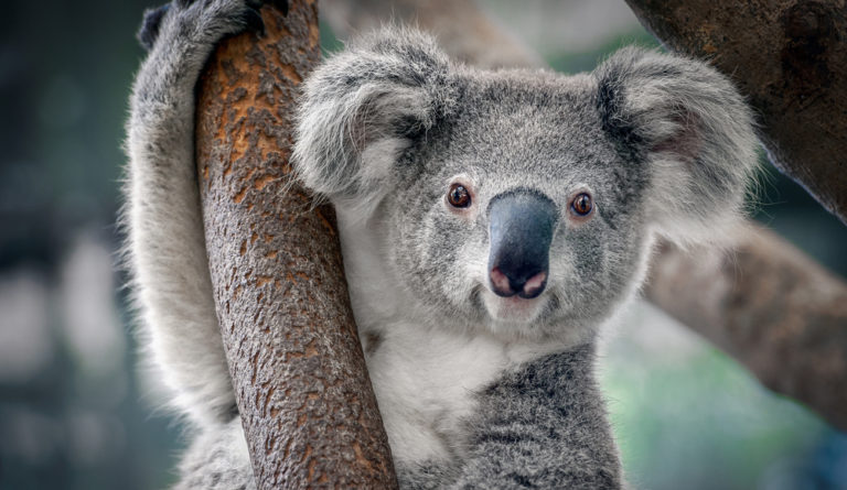 Koala Endogenous Retroviruses (ERVs) Protect against Retroviral Infections