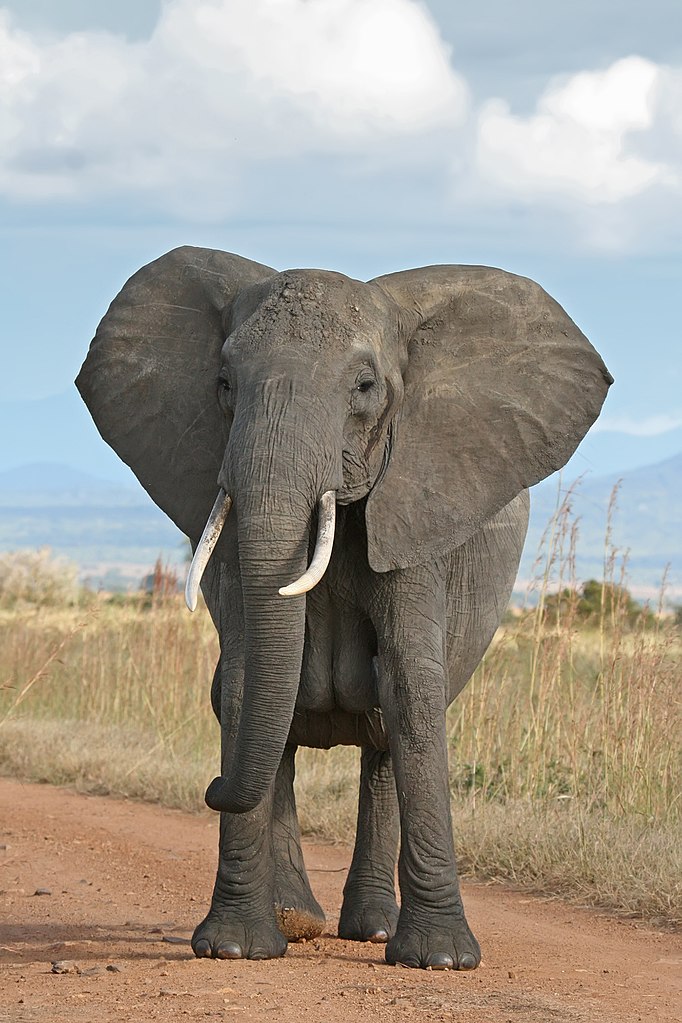 Large male elephant Large male elephant