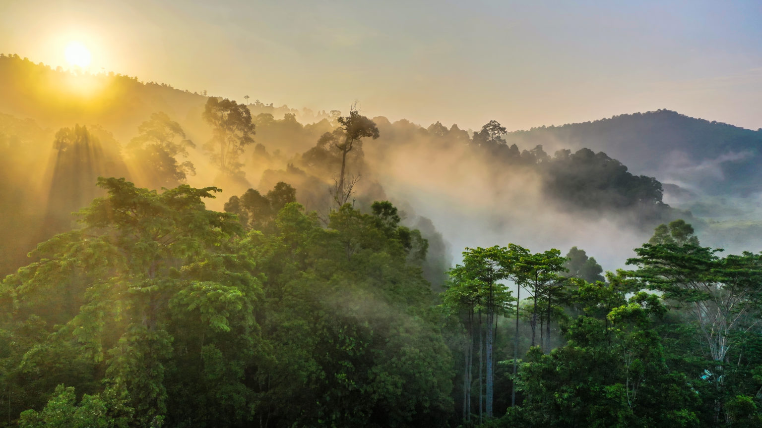 Origin and Significance of Tropical Rainforests