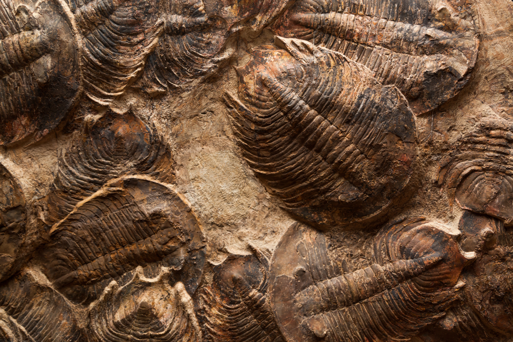 Fossil Record & Paleontology