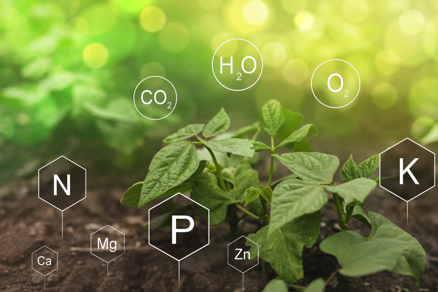 God’s Control Systems: The Carbon Cycle