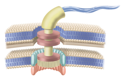 tnrtb__inline--bacterial-flagellum-structure-stacks-the-case-for-intelligent-design-2 tnrtb__inline--bacterial-flagellum-structure-stacks-the-case-for-intelligent-design-2