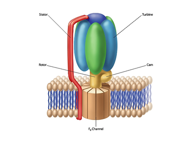 tnrtb__inline--bacterial-flagellum-structure-stacks-the-case-for-intelligent-design-3 tnrtb__inline--bacterial-flagellum-structure-stacks-the-case-for-intelligent-design-3