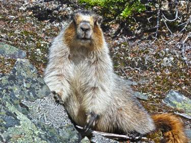tnrtb__inline--body-size-and-extinction-risk Hoary Marmot