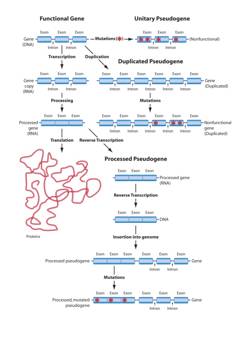 tnrtb__inline--functional-pseudogenes-are-everywhere tnrtb__inline--functional-pseudogenes-are-everywhere