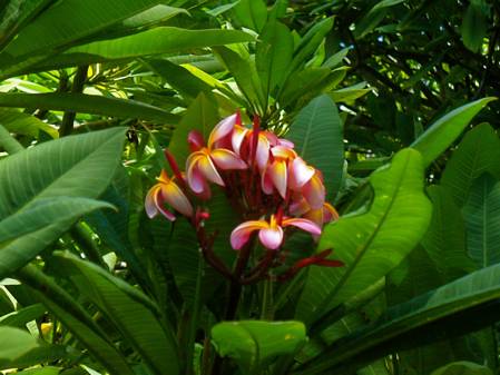tnrtb__inline--leaf-plumbing-design-for-advanced-life Flowering Plants