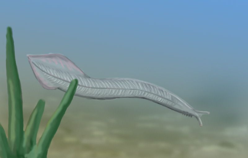 tnrtb__inline--pikaia-fossils-explode-the-evolutionary-paradigm Squid
