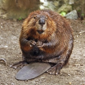 tnrtb__inline--thank-god-for-beaver-dams1 Beaver