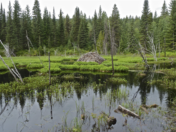 tnrtb__inline--thank-god-for-beaver-dams2 Swamp